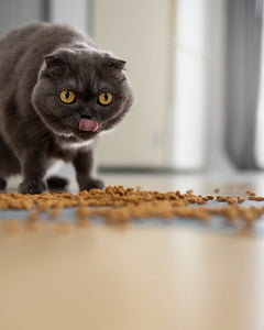 Droogvoer voor katten