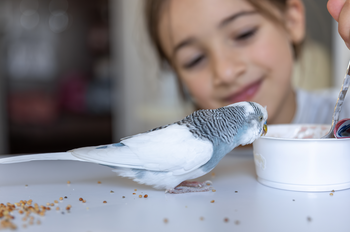 Hoofdvoeding - droogvoer voor vogels