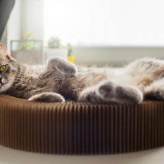 Kattenmanden & kussens