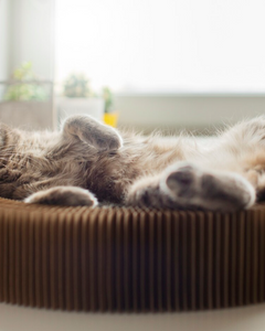 Kattenmanden & kussens