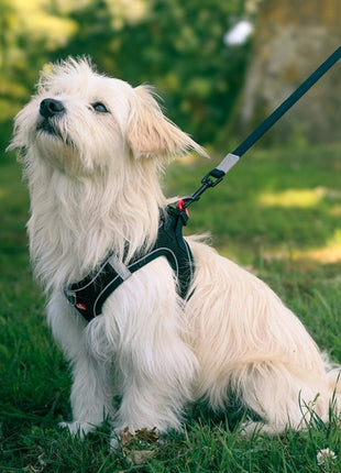 Zolux Szelki oddychające z siatki XL czarne