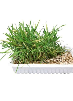 Trixie Katzengras-Schale, ca. 100 g