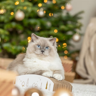 Trixie Krabplank Karton