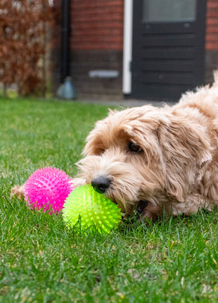 Dog Comets Exoplanet Egelbal Roze