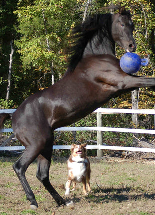 Jolly Ball Oranje (vanille)