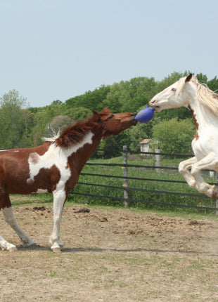 Jolly Ball Donkerblauw (geurloos)