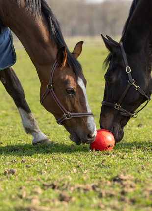 Excellent Horse Fun Play Ball Roze