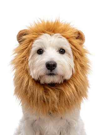 Oranje Manen Tooi