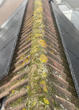 Vogelpinnen Zonnepanelen 50 cm Zwart