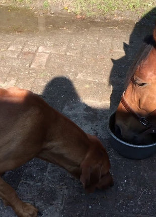 Excellent Horse Total Balance