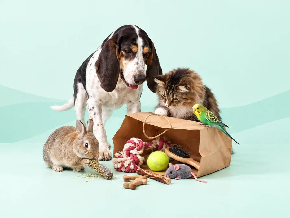 Cão, gato, coelho e periquito com produtos grátis de um saco de papel